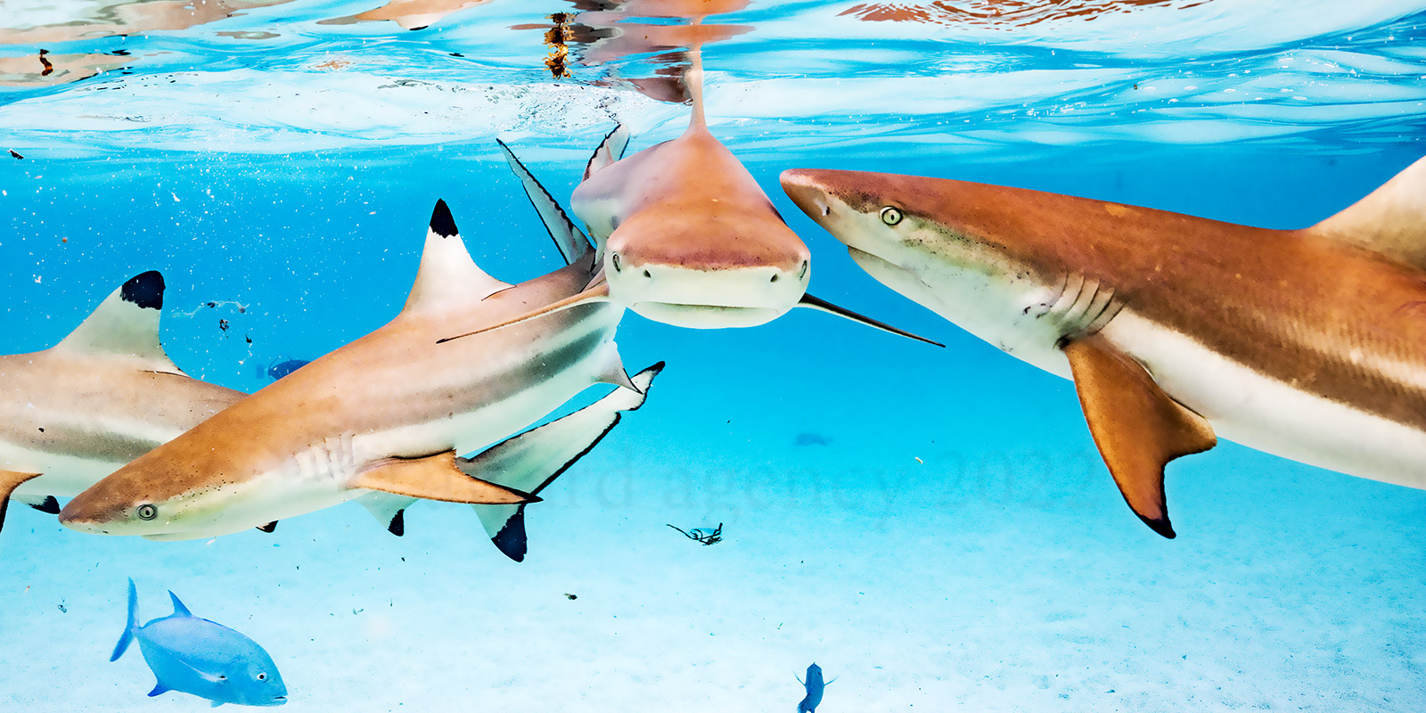 Observation des requins du lagon