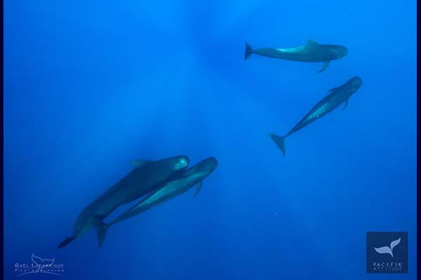 Moorea, baleines