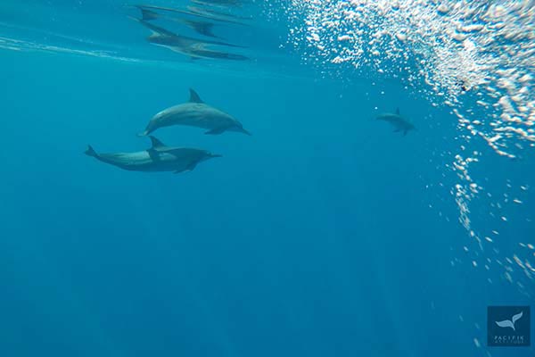 Dolphins, Moorea