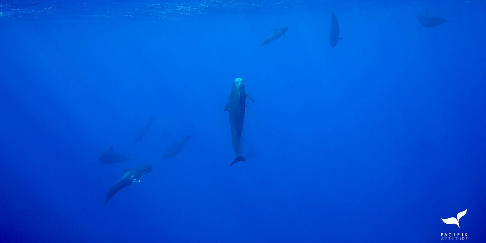 pilot whale Moorea