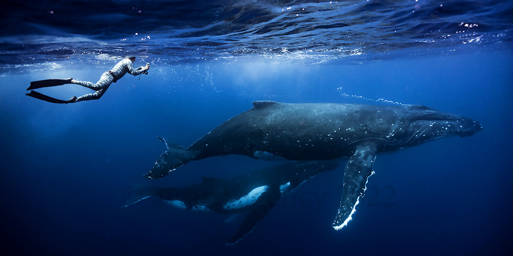 vos photos de baleines à Moorea