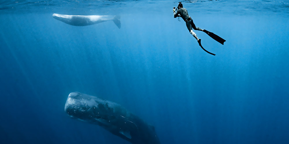 photos excursion baleine à Moorea