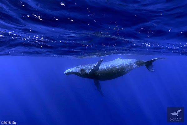 observation baleines à Moorea