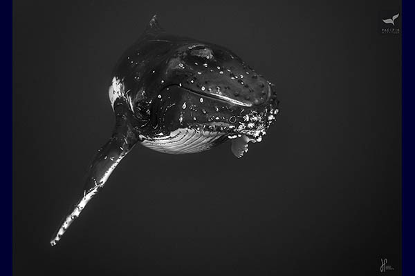 humpback whales Moorea