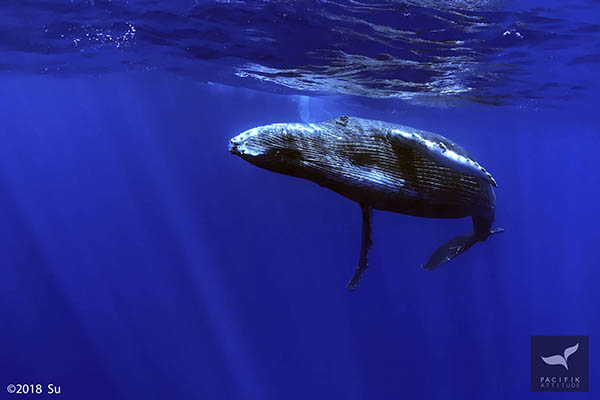 Moorea, baleines