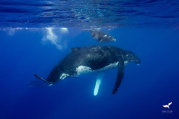 Moorea, baleines