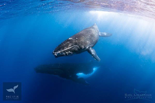 observation baleines à Moorea