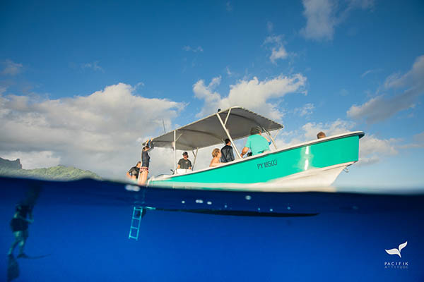 Moorea, baleines