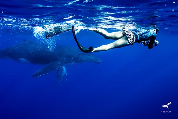 Moorea, baleines