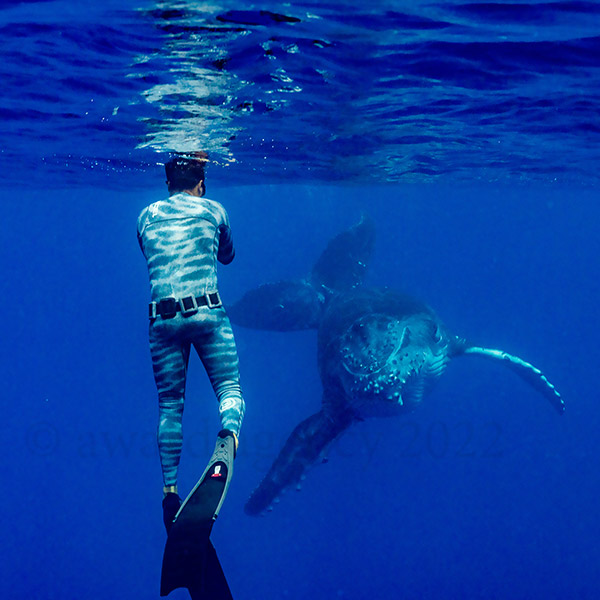 Taylor-made lagoon Tour in Moorea