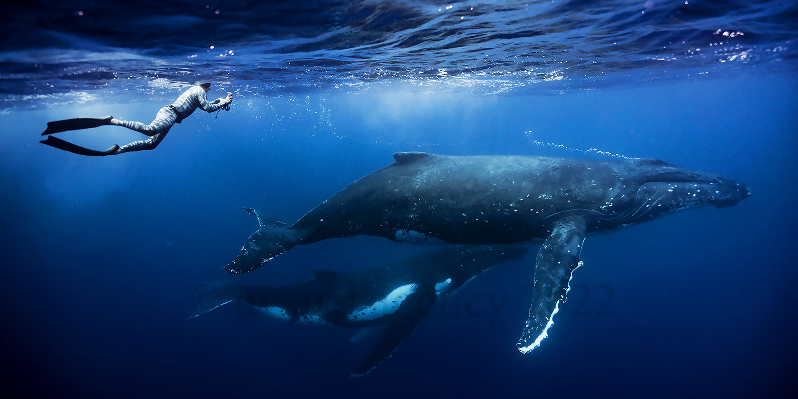 Observation baleines à Moorea