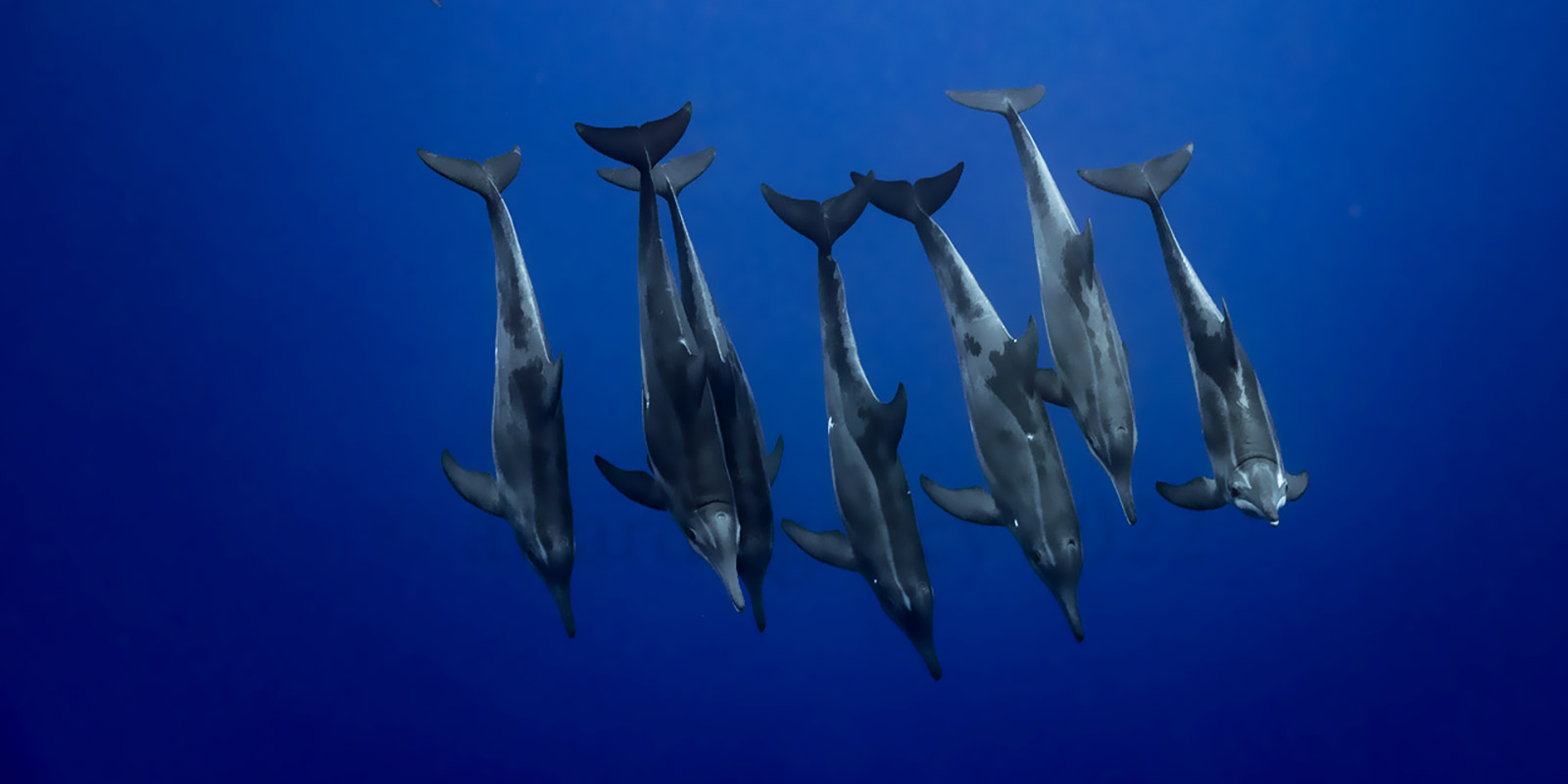 Nager avec des dauphins à Moorea