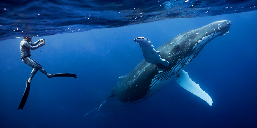 photos pro de baleines à Moorea
